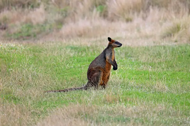 Photo of Wallaby on the meadow