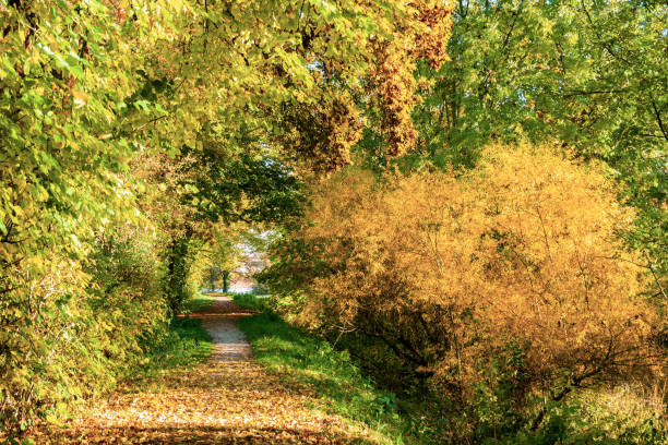istock Footpath with colorful autumn leaves. 1282204985