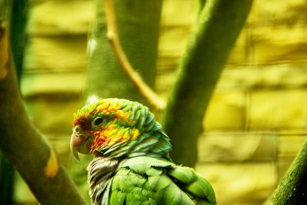 Image from a Cuban amazon also known as Cuban parrot or the rose throated parrot, Amazona leucocephala stock photo