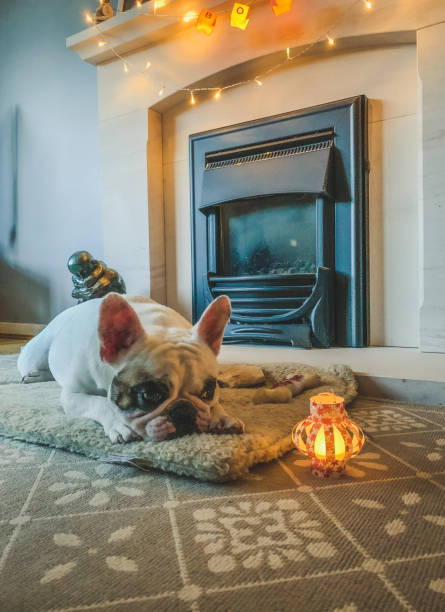 istock French Bulldog sleeping by the fireplace with halloween decors 1282206006