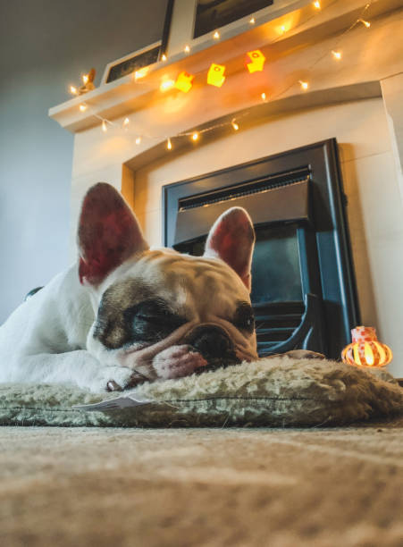 istock French Bulldog sleeping by the fireplace with halloween decors 1282206007
