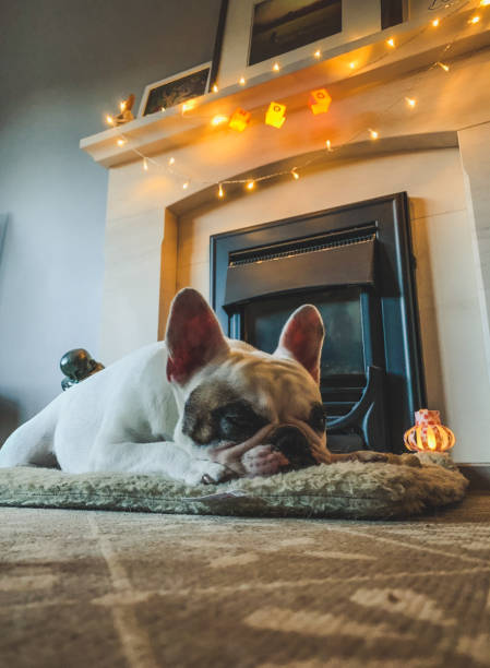 French Bulldog sleeping by the fireplace with halloween decors