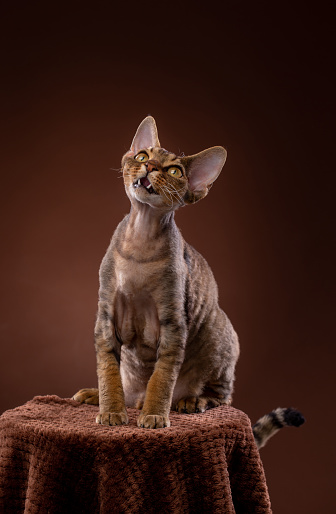 Curious Devon Rex Cat sitting on pedestal