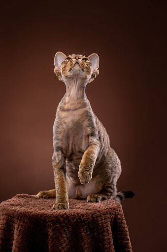 Curious Devon Rex Cat looking up while sitting on pedestal