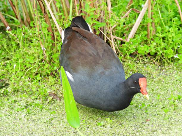istock Common Gallinule (Gallinula galeata) foraging in the Florida wetlands 1282207900