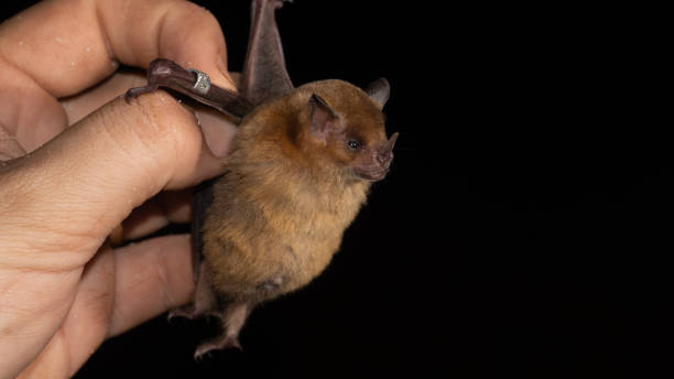 istock The Brazilian bat, The little yellow-shouldered bat 1282208870