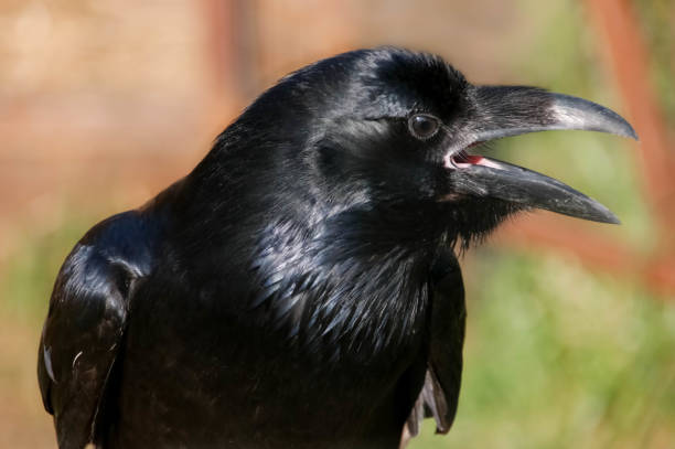 istock The raven Corvus Corax playing with a toy rubber fish 1282209127