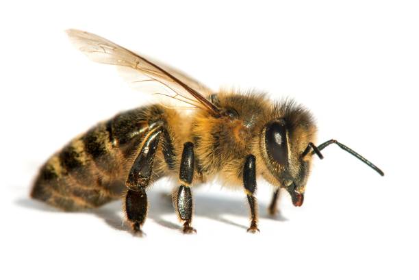 istock bee or honeybee in Latin Apis Mellifera 1282209154