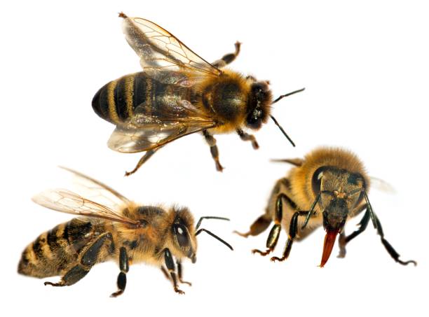istock bees or honeybees in Latin Apis Mellifera 1282209170