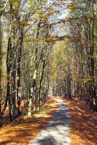 istock Autumn forest road in deciduous beech woodland 1282209723