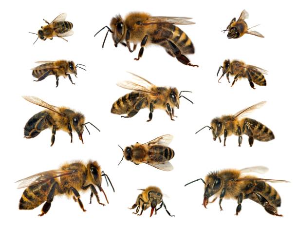 istock bees or honeybees in Latin Apis Mellifera 1282210012