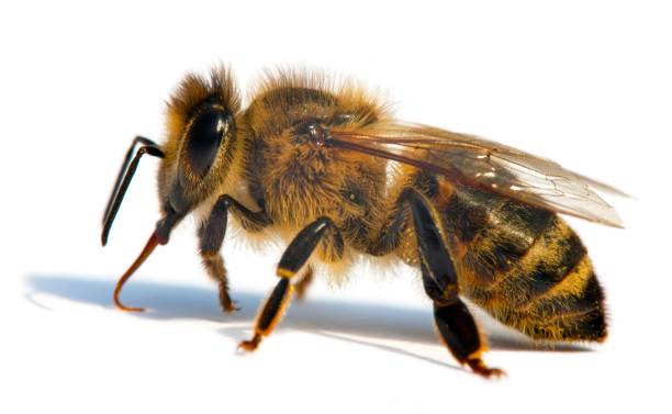 istock bee or honeybee in Latin Apis Mellifera 1282210015