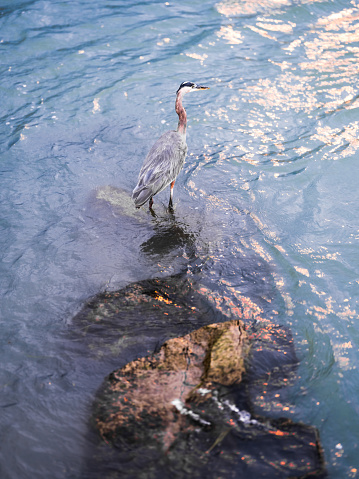 A Heron on the shore of the Detroit River, in Windsor, Ontario.