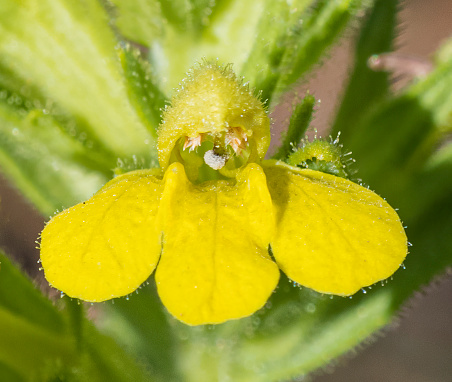 Parentucellia viscosa is a species of flowering plant in the family Orobanchaceae known by the common names yellow bartsia and yellow glandweed. It is native to Europe, but it can be found on other continents, including Australia and North America, as an introduced species. Pepperwood Preserve; Santa Rosa;  Sonoma County, California' Orobanchaceae.