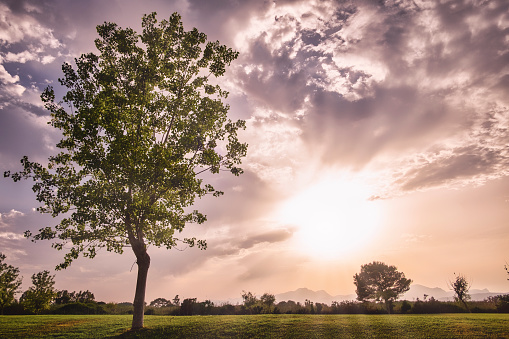 sunset with a tree in the foreground and a mauve cloudy sky, green meadow and copy space, panoramic format