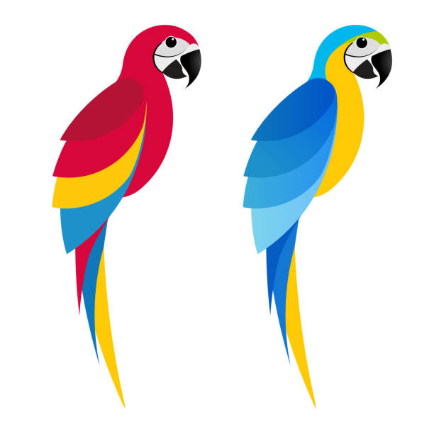 macaw 11 Flet parrot macaw on white background macaw stock illustrations
