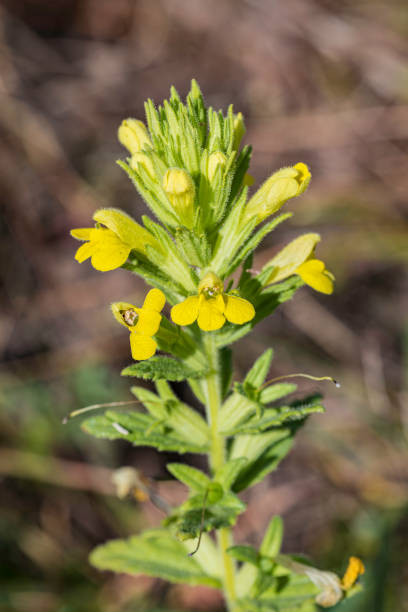 Parentucellia viscosa is a species of flowering plant in the family Orobanchaceae known by the common names yellow bartsia and yellow glandweed. It is native to Europe, but it can be found on other continents, including Australia and North America, as an introduced species. Pepperwood Preserve; Santa Rosa; Sonoma County, California' Orobanchaceae. parentucellia viscosa es una especie de planta con flores de la familia orobanchaceae conocida por los nombres comunes de bartsia amarilla y algas amarillas. es nativa de europa, pero se puede encontrar en otros continentes, incluyendo australia y américa