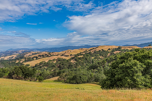 the rolling hills of the Pepperwood Preserve that were burnt in the 2019 major wildfire. Santa Rosa,  Sonoma County, California. Looking toward the East over the grass land, oak trees to the Mayacamas Mountain Range.