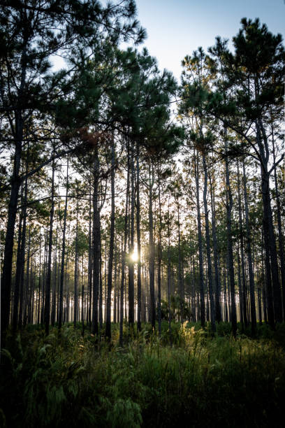 istock Beautiful  Pine Sandhill Ecosystem Forests of Florida 1282214925