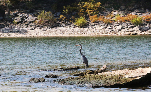 a great blue heron standing on the shoreline of Lake Texoma