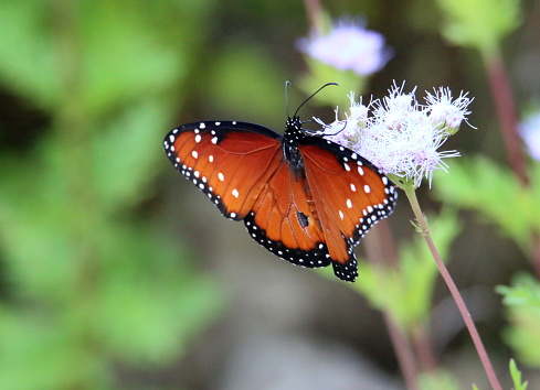 a beautiful Queen butterfly perching on a wildlower