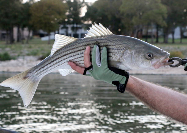 bajo rayado - rockfish fotografías e imágenes de stock