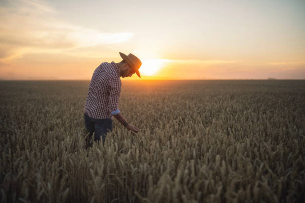 istock Young farmer examining his wheat agriculture fields at sunset. 1282216100