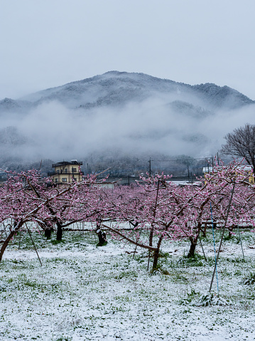 Peach flowers in bloom in the Japanese spring after a sudden and rare snowstorm.