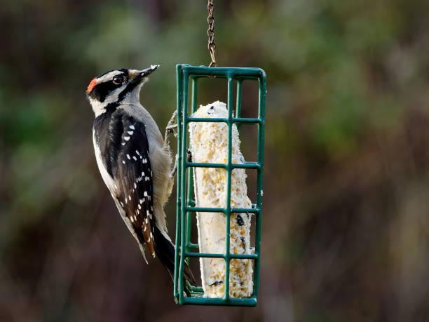 downy woodpecker (Dryobates pubescens) stock photo