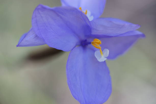 istock Purple Flower 1 1282220560