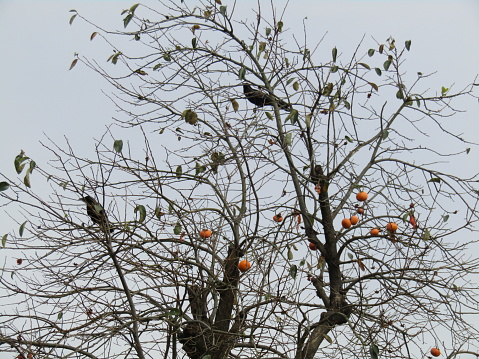 Japan. October. Halloween landscape. Persimmon tree with crows.