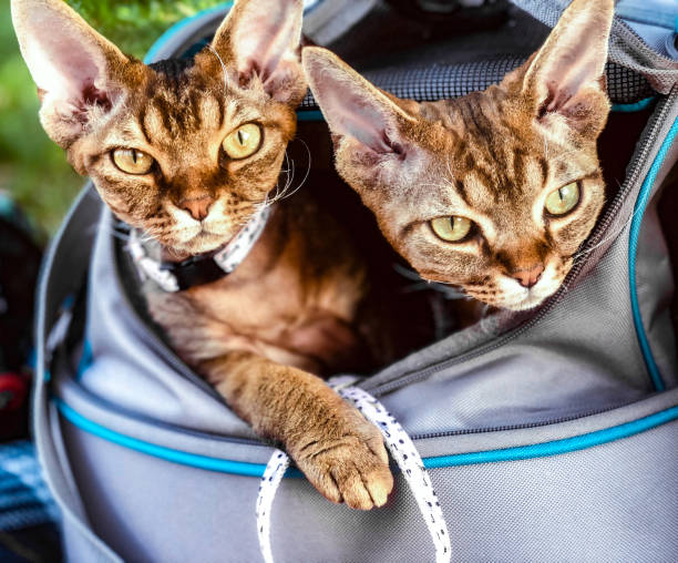 devon rex hermanos gatos mirando hacia fuera de per carrier - domestic cat city life animal pets fotografías e imágenes de stock