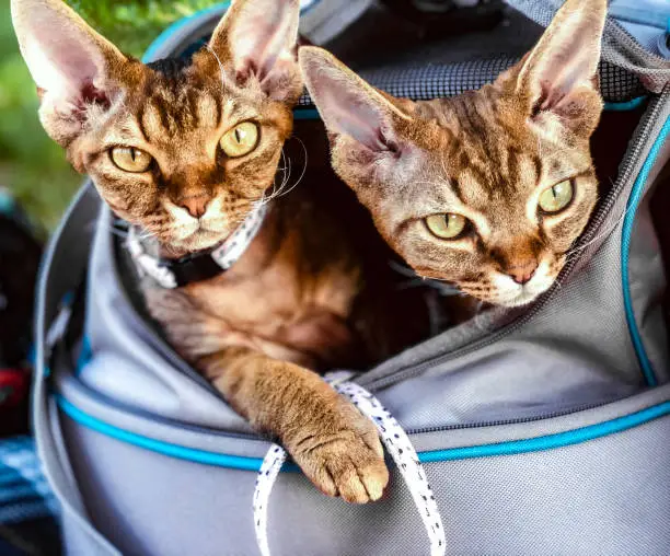 Devon Rex cat brothers looking out from Per carrier
