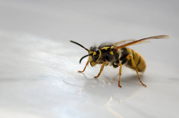 istock Big wasp isolated on white background, close up 1282222414