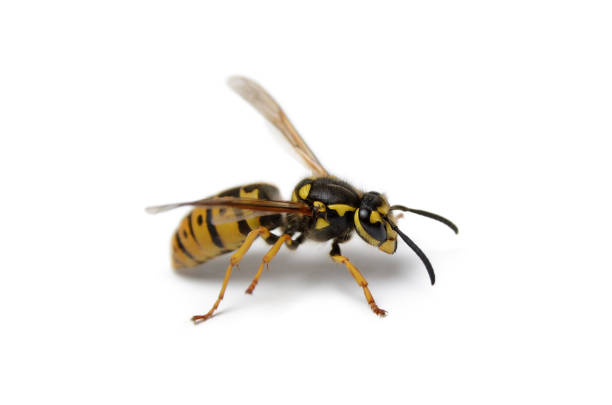 istock Big wasp isolated on white background, close up 1282222421