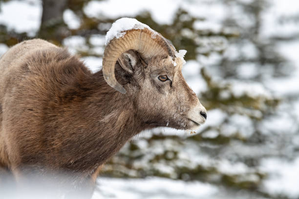 istock Bighorn Sheep in Canada 1282223879