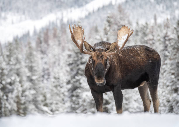 moose in jasper canada - canada moose winter snow imagens e fotografias de stock