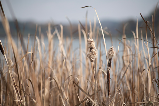 Cattail grass by lake