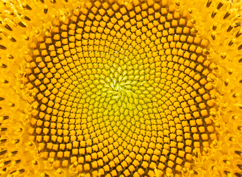Pattern of sunflower