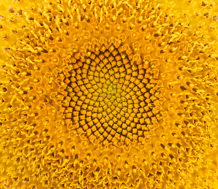Pattern of sunflower in macro