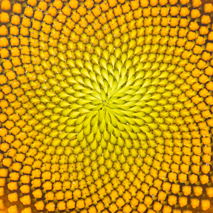 Sunflower in macro