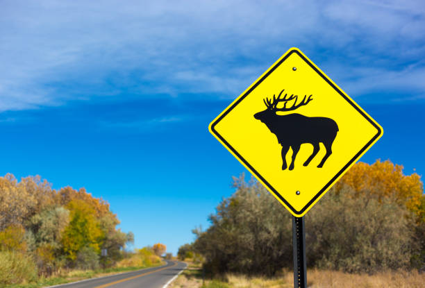 엘크 크로싱 사인 길가 - moose crossing sign 뉴스 사진 이미지