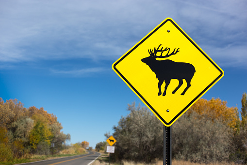 Elk Crossing Sign Roadside