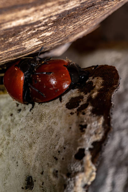 Pleasing Fungus Beetles Pleasing Fungus Beetles of the Genus Aegithus erotylidae stock pictures, royalty-free photos & images