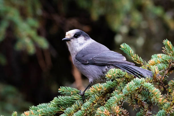 istock Close up Gray Jay portrait sitting on tree branch 1282229018