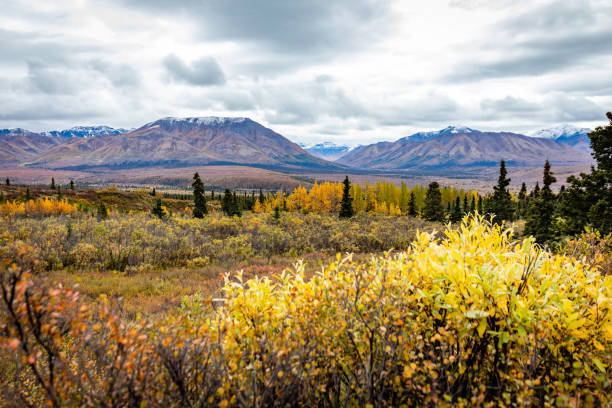 istock Savage alpine trail mountains view from Denali National Park 1282229039