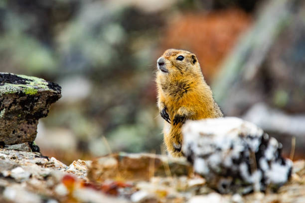istock Arctic ground squirrel close up portrait at day 1282229078