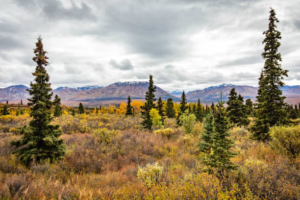 istock Savage alpine trail mountains view from Denali National Park 1282229088