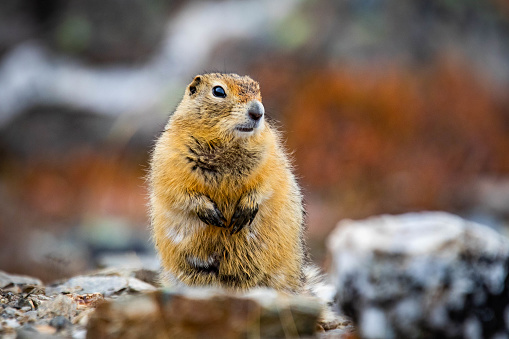 Cute Arctic ground squirrel close up portrait staring at the camera