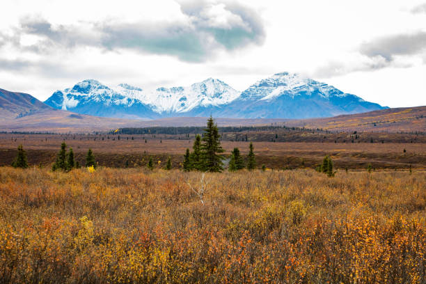 istock Denali National Park mountains view from Alpine trail at fall 1282229149